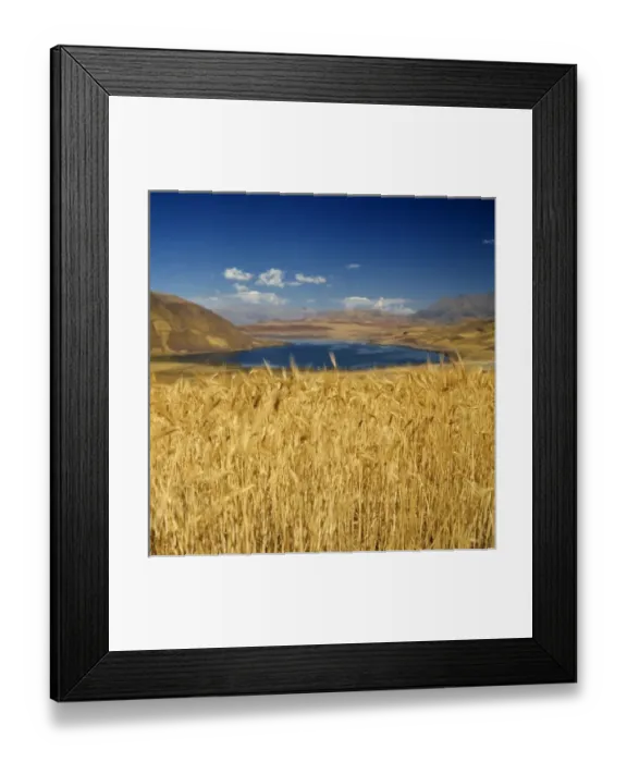 Framed Print : South America, Peru, Urubamba Valley. A shimmering field of barley grows in Urubamba Valley Framed Print : South America, Peru, Urubamba Valley. A shimmering field of barley grows in Urubamba Valley