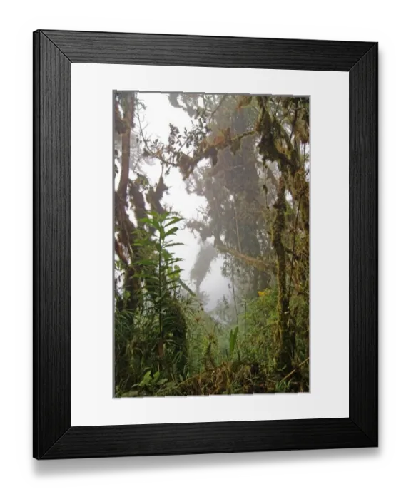 Framed Print : Peru. Andes Mountains. Amazonas Province. Upper Amazon. Cloud forest Framed Print : Peru. Andes Mountains. Amazonas Province. Upper Amazon. Cloud forest