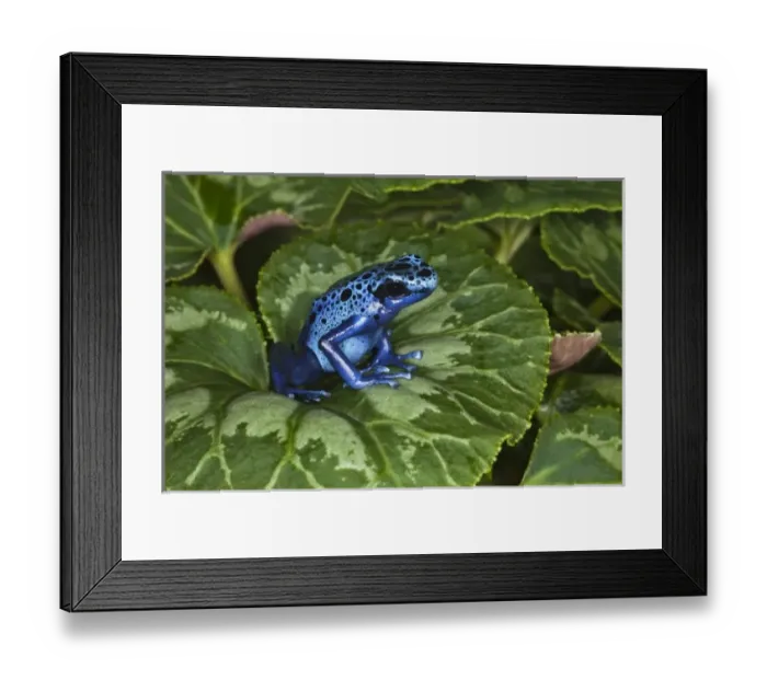 Framed Print : South America, Suriname Framed Print : South America, Suriname