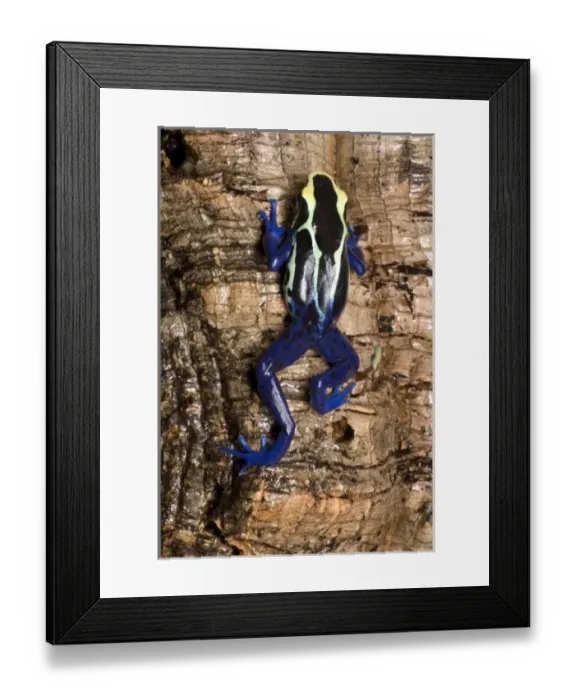 Framed Print : South America, Suriname