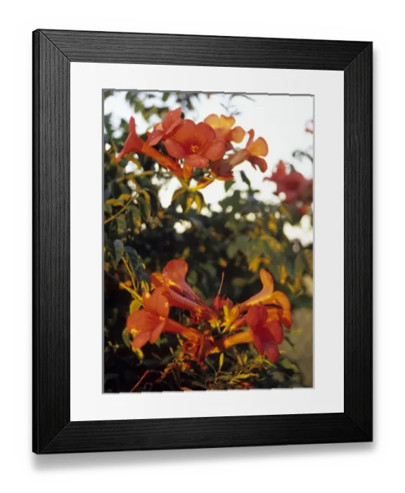 Framed Print : South America, Uruguay, Florida, estancia, ranch Framed Print : South America, Uruguay, Florida, estancia, ranch