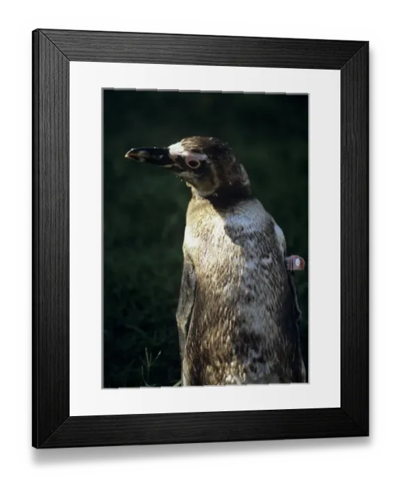 Framed Print : South America, Uruguay; Piriapolis; Banded penguin at the animal rescue facility Framed Print : South America, Uruguay; Piriapolis; Banded penguin at the animal rescue facility