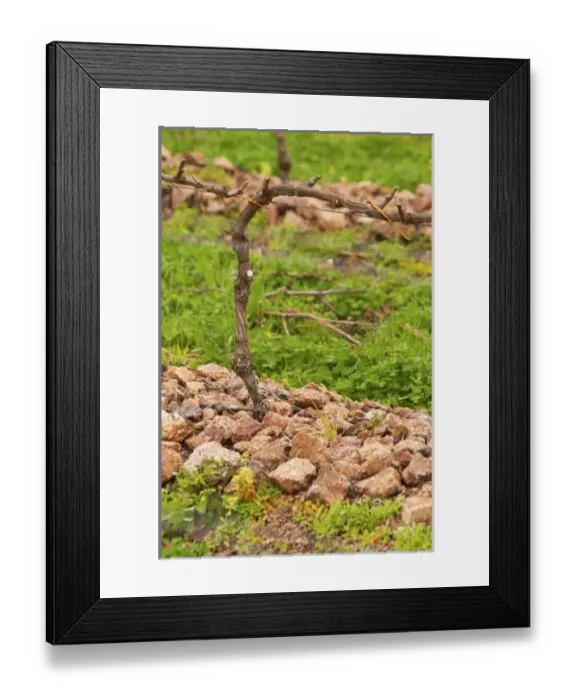 Framed Print : South America, Uruguay