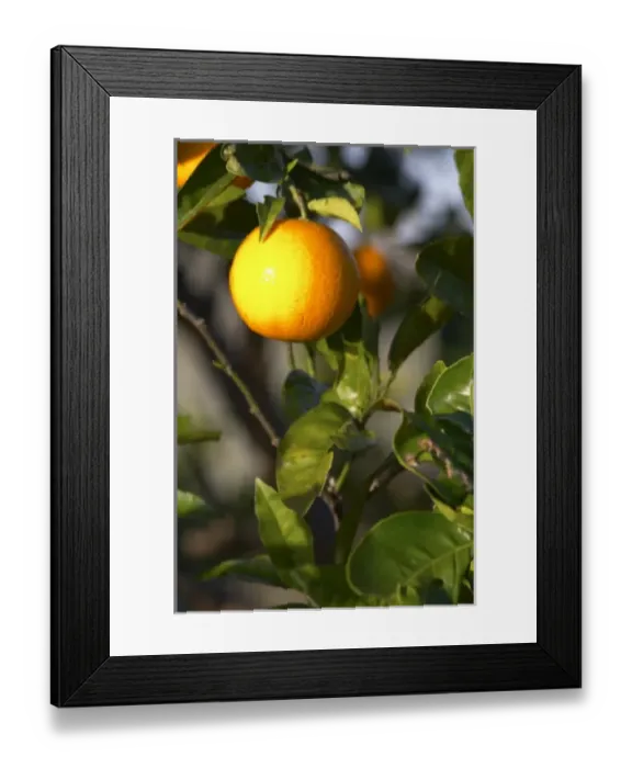 Framed Print : South America, Uruguay Framed Print : South America, Uruguay