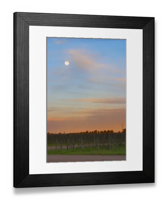 Framed Print : At sunset in the vineyard, the full moon is rising and the sky is a vibrant blue and orange