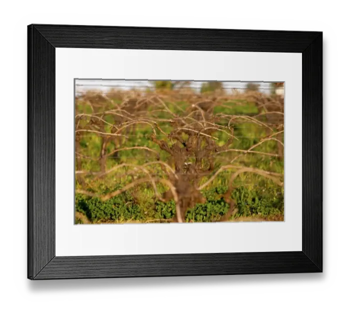 Framed Print : Vines trained in Guyot simple, winter pruned, wooden supporting posts and metal wires Framed Print : Vines trained in Guyot simple, winter pruned, wooden supporting posts and metal wires