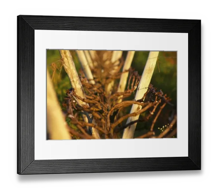 Framed Print : Vines trained in Lyre, winter pruned, wooden supporting posts and metal wires to tie the vines to Framed Print : Vines trained in Lyre, winter pruned, wooden supporting posts and metal wires to tie the vines to