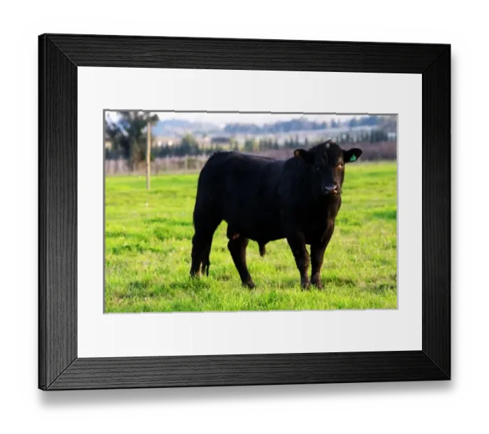 Framed Print : South America, Uruguay Framed Print : South America, Uruguay