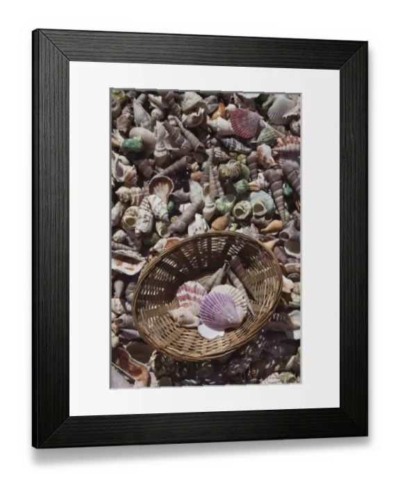 Framed Print : Uruguay, Maldonado Department, Punta del Este. Seashell souvenirs Framed Print : Uruguay, Maldonado Department, Punta del Este. Seashell souvenirs