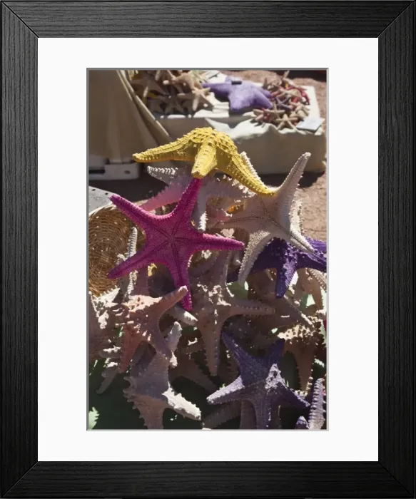 Framed Print : Uruguay, Maldonado Department, Punta del Este. Starfish souvenirs Framed Print : Uruguay, Maldonado Department, Punta del Este. Starfish souvenirs