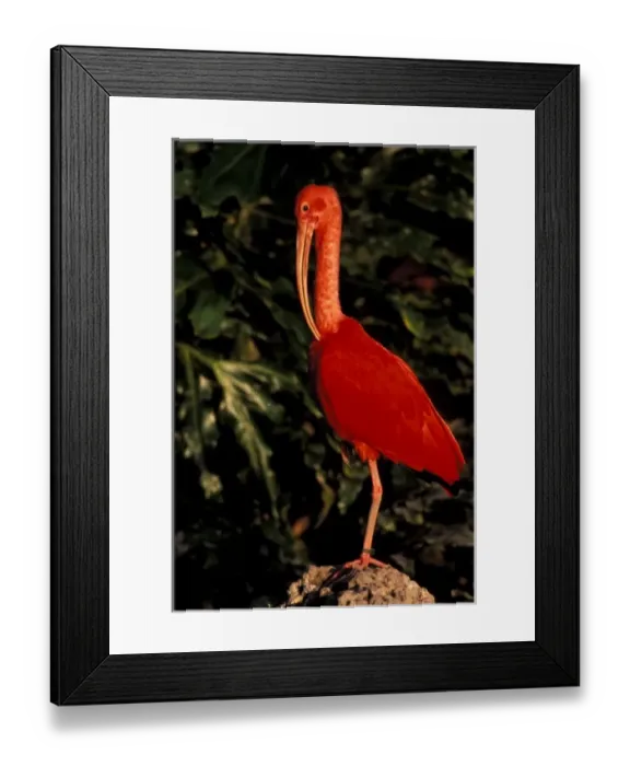 Framed Print : South America, Venezuela. Scarlet Ibis (Eddocimus ruber) Framed Print : South America, Venezuela. Scarlet Ibis (Eddocimus ruber)