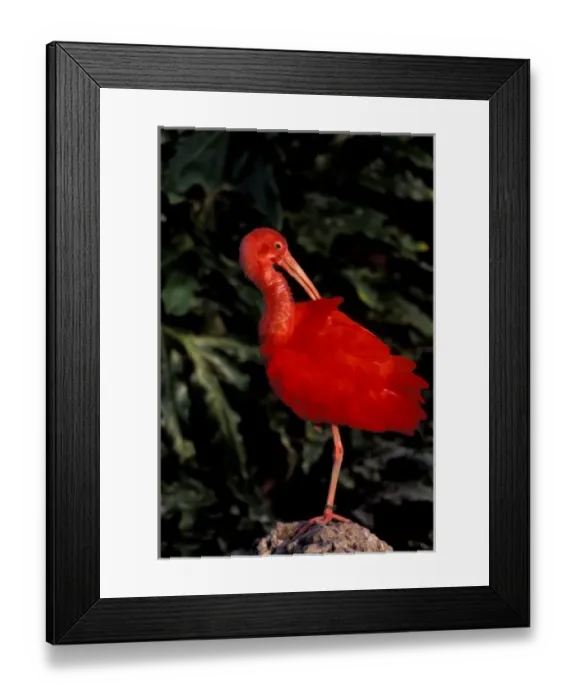 Framed Print : South America, Venezuela. Scarlet Ibis (Eddocimus ruber) Framed Print : South America, Venezuela. Scarlet Ibis (Eddocimus ruber)