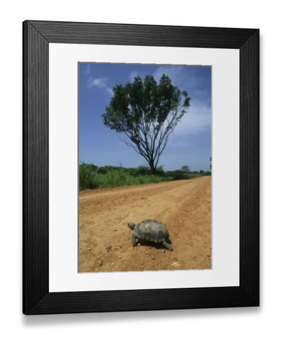 Framed Print : South America, Venezuela