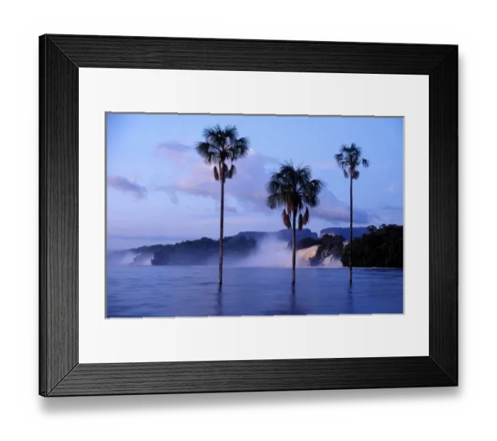Framed Print : Venezuela, Canaima Lagoon, Canaima National Park, palm trees at dawn in the Carrao River Framed Print : Venezuela, Canaima Lagoon, Canaima National Park, palm trees at dawn in the Carrao River
