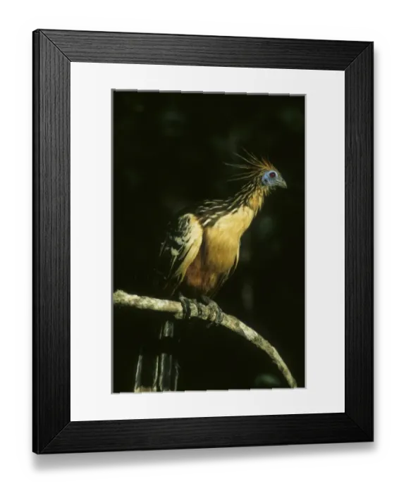 Framed Print : Hoatzin (Opisthocomus hoazin) Llanos, Venezuela