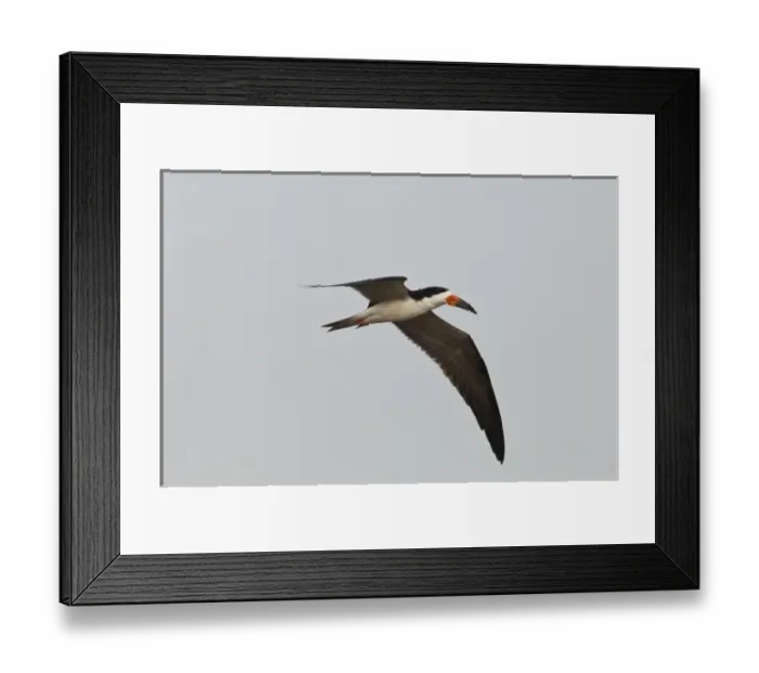 Framed Print : Black Skimmer (Rynchops nigra), Orinoco River, north of Puerto Ayacucho. Apure Province