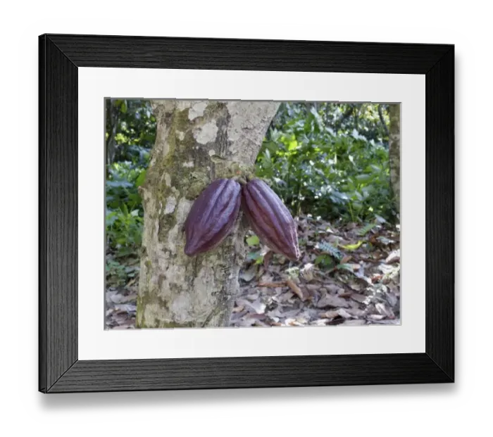 Framed Print : Venezuela. Chuao. In the forest: cocoa tree and fruits Framed Print : Venezuela. Chuao. In the forest: cocoa tree and fruits