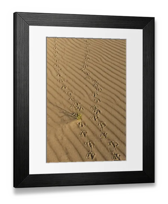 Framed Print : South America, Venezuela Framed Print : South America, Venezuela