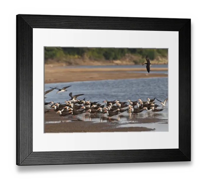 Framed Print : Black Skimmers (Rynchops nigra), Orinoco River, north of Puerto Ayacucho. Apure Province Framed Print : Black Skimmers (Rynchops nigra), Orinoco River, north of Puerto Ayacucho. Apure Province