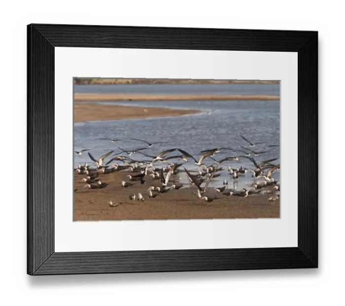 Framed Print : Black Skimmers (Rynchops nigra), Orinoco River, north of Puerto Ayacucho. Apure Province Framed Print : Black Skimmers (Rynchops nigra), Orinoco River, north of Puerto Ayacucho. Apure Province