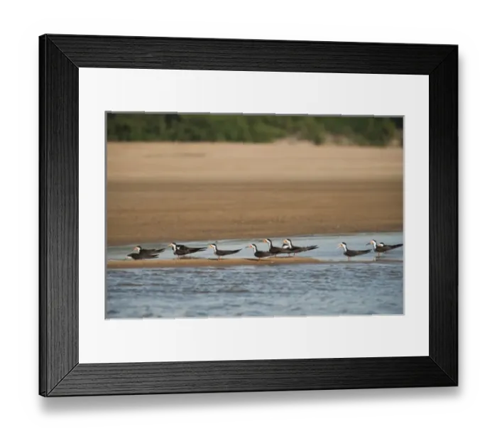 Framed Print : Black Skimmers (Rynchops nigra), Orinoco River, north of Puerto Ayacucho. Apure Province
