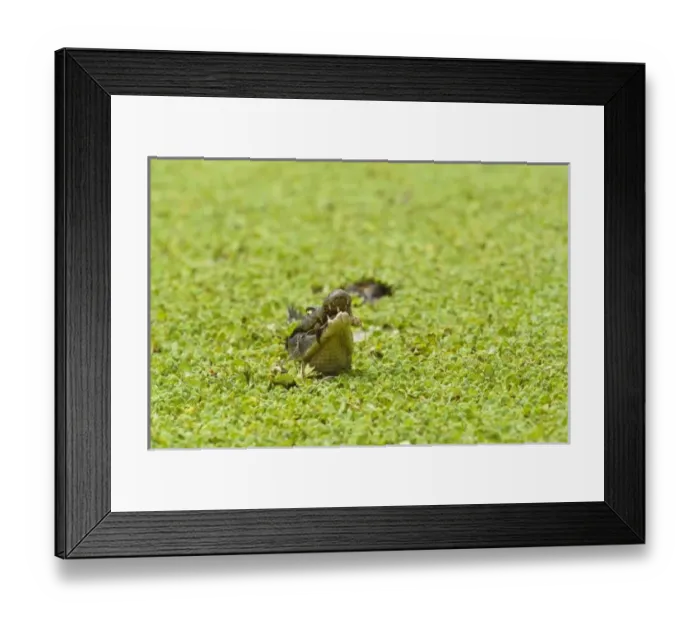 Framed Print : South America, Venezuela