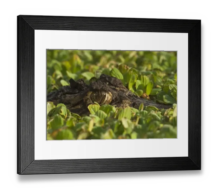 Framed Print : South America, Venezuela Framed Print : South America, Venezuela