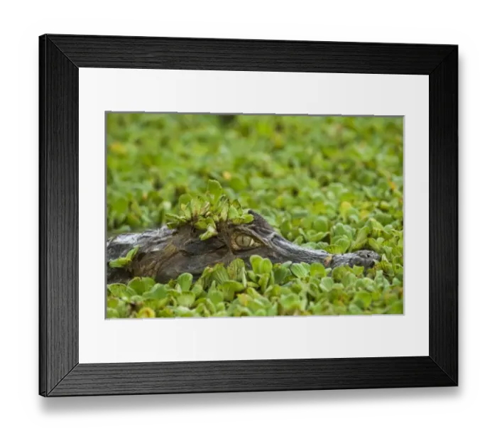Framed Print : South America, Venezuela Framed Print : South America, Venezuela