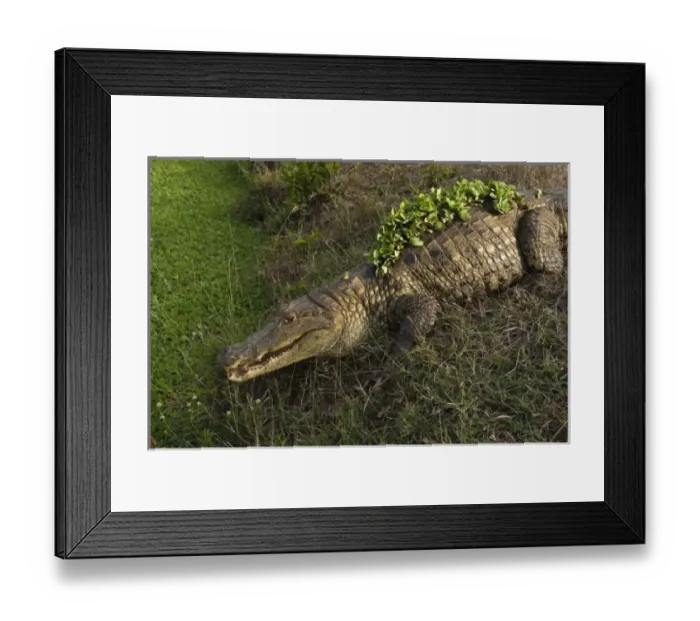 Framed Print : South America, Venezuela Framed Print : South America, Venezuela
