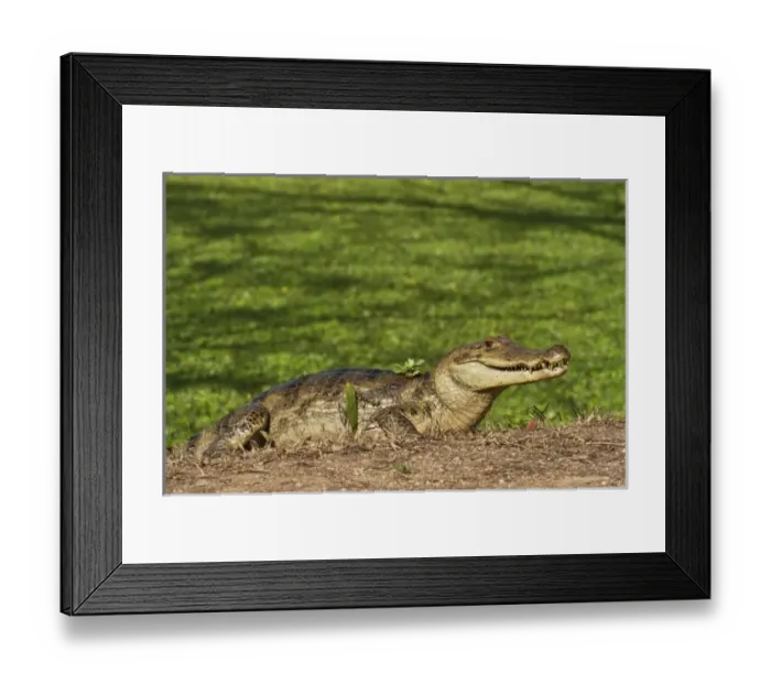 Framed Print : South America, Venezuela Framed Print : South America, Venezuela