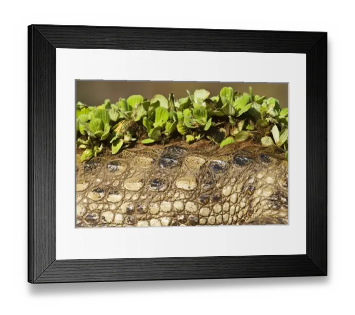 Framed Print : South America, Venezuela Framed Print : South America, Venezuela