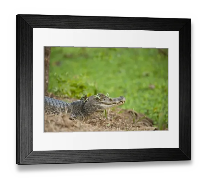 Framed Print : South America, Venezuela Framed Print : South America, Venezuela
