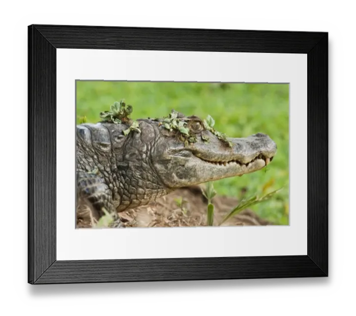 Framed Print : Brown Caiman Framed Print : Brown Caiman