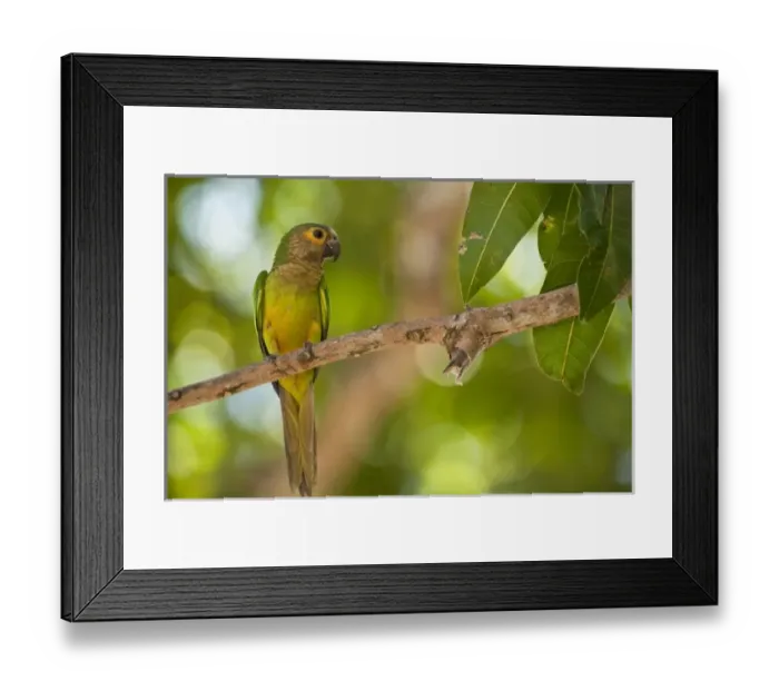 Framed Print : South America, Venezuela Framed Print : South America, Venezuela