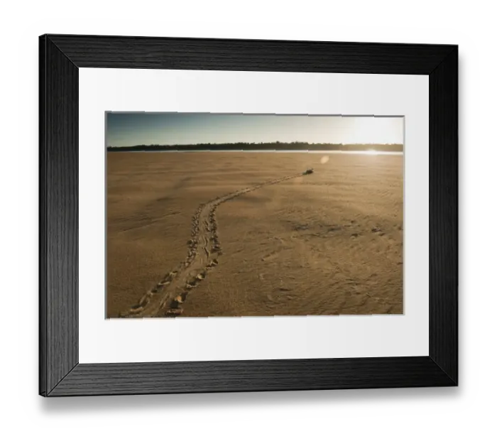 Framed Print : Giant River Turtle (Podocnemis expansa) after laying eggs and ID marked returns to river Framed Print : Giant River Turtle (Podocnemis expansa) after laying eggs and ID marked returns to river