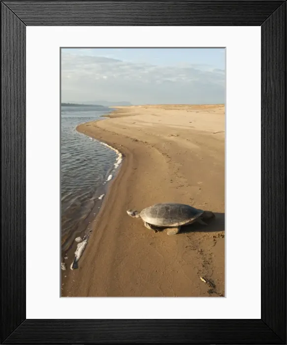Framed Print : Giant River Turtle (Podocnemis expansa) after laying eggs and ID marked returns to river