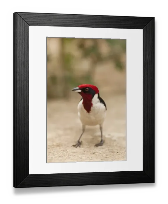 Framed Print : South America, Venezuela Framed Print : South America, Venezuela