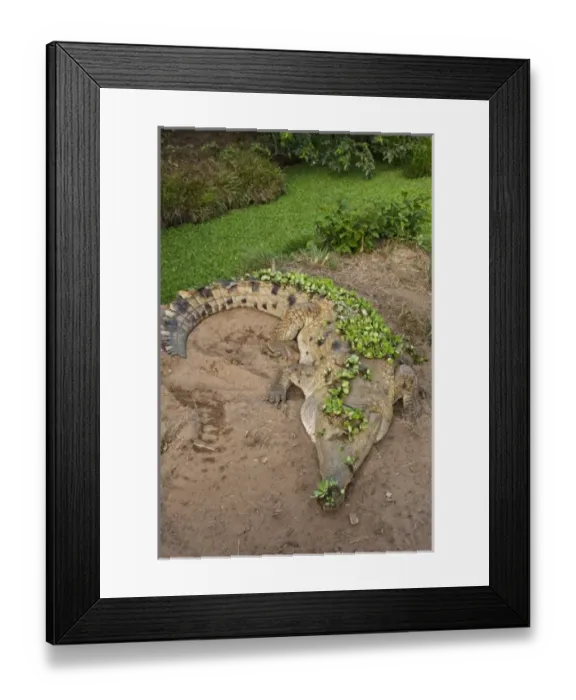 Framed Print : South America, Venezuela Framed Print : South America, Venezuela