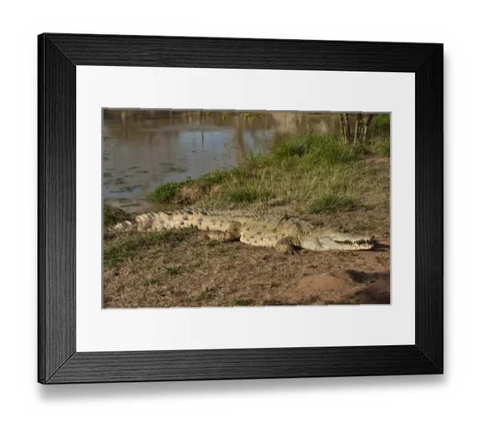 Framed Print : Orinoco Crocodile (Crocodylus intermedius) captive juvenile for release into the wild Framed Print : Orinoco Crocodile (Crocodylus intermedius) captive juvenile for release into the wild