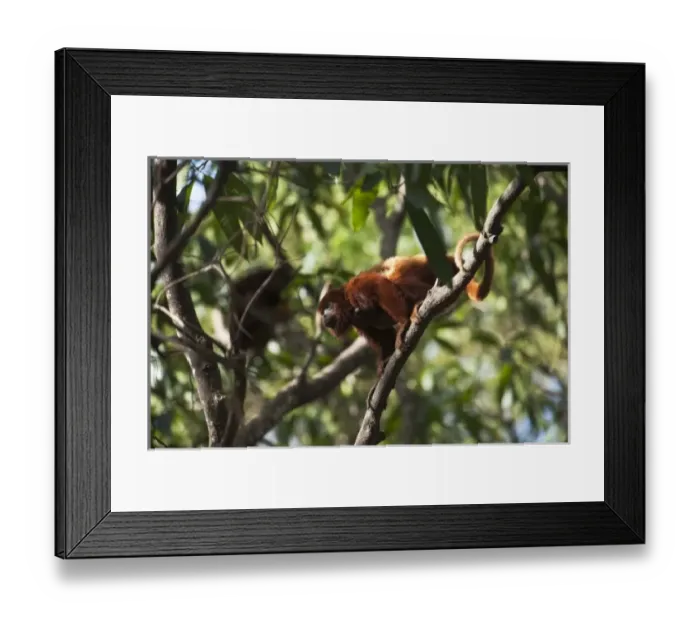 Framed Print : South America, Venezuela Framed Print : South America, Venezuela