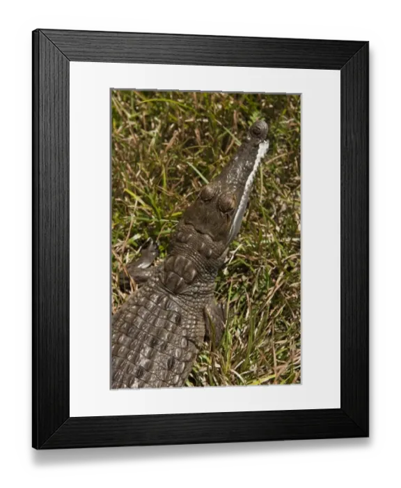 Framed Print : South America, Venezuela