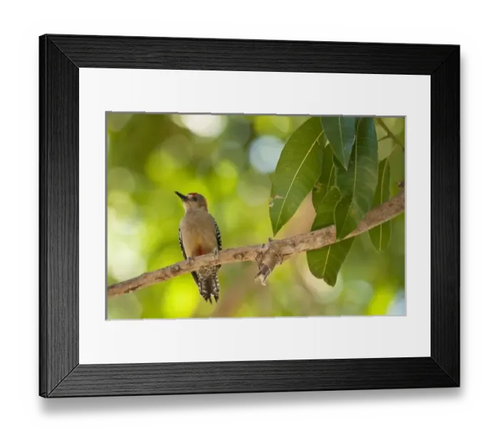 Framed Print : South America, Venezuela Framed Print : South America, Venezuela