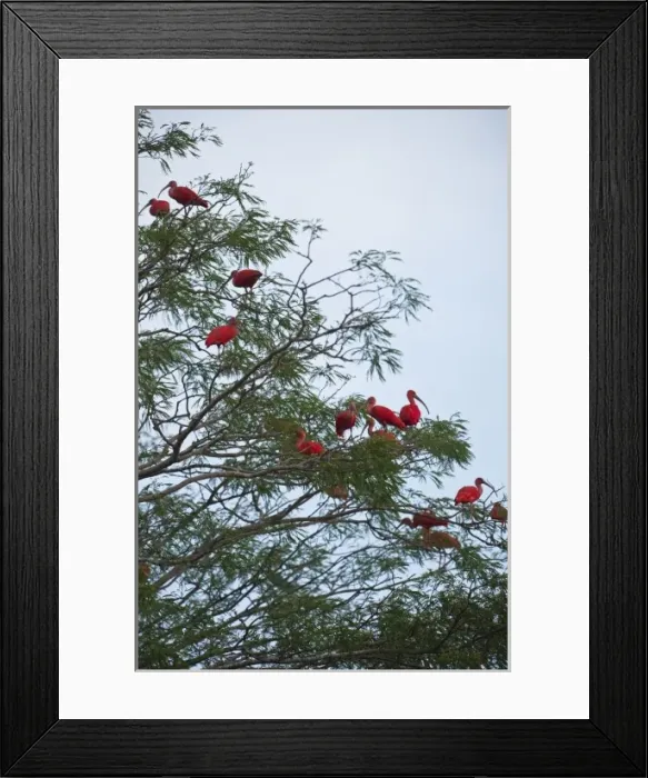 Framed Print : Scarlet Ibis (Eudocimus ruber) roosting, Hato Masaguarel working farm and biological station Framed Print : Scarlet Ibis (Eudocimus ruber) roosting, Hato Masaguarel working farm and biological station