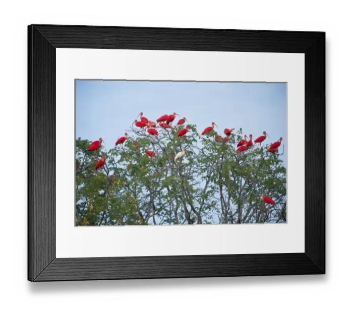 Framed Print : Scarlet Ibis (Eudocimus ruber) & White Ibis (Eudocimus albus) roosting, Hato Masaguarel Framed Print : Scarlet Ibis (Eudocimus ruber) & White Ibis (Eudocimus albus) roosting, Hato Masaguarel