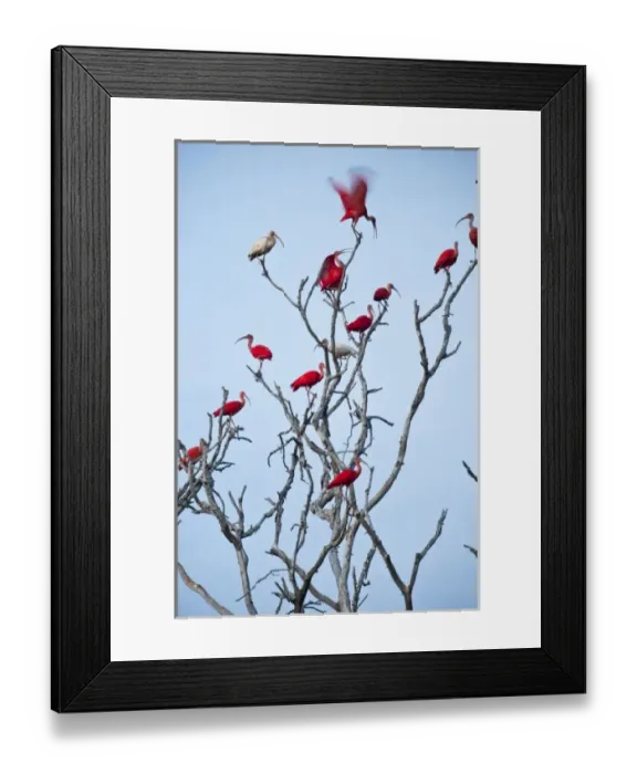 Framed Print : Scarlet Ibis (Eudocimus ruber) & White Ibis (Eudocimus albus) roosting, Hato Masaguarel Framed Print : Scarlet Ibis (Eudocimus ruber) & White Ibis (Eudocimus albus) roosting, Hato Masaguarel