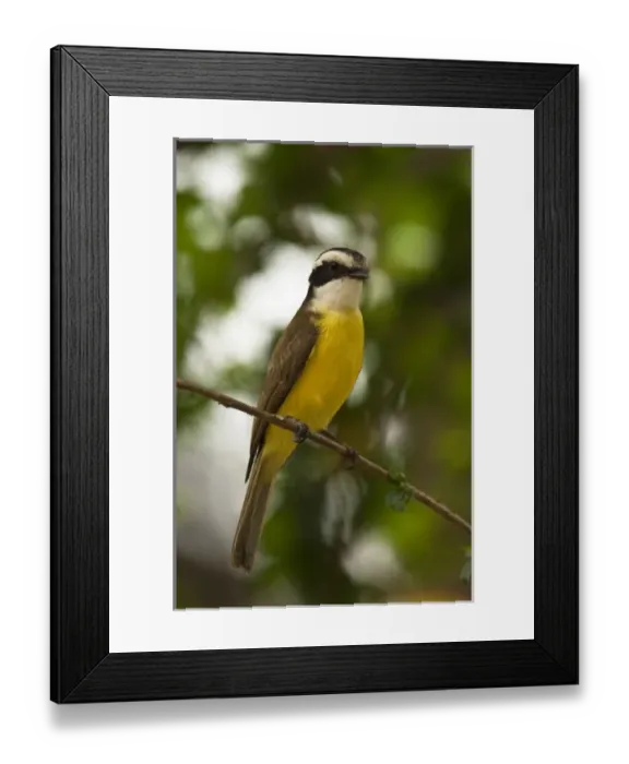 Framed Print : South America, Venezuela