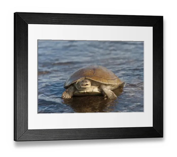 Framed Print : Savannah Side-necked Turtle (Podocnemis vogli) released after being found by fishermen in the river Framed Print : Savannah Side-necked Turtle (Podocnemis vogli) released after being found by fishermen in the river