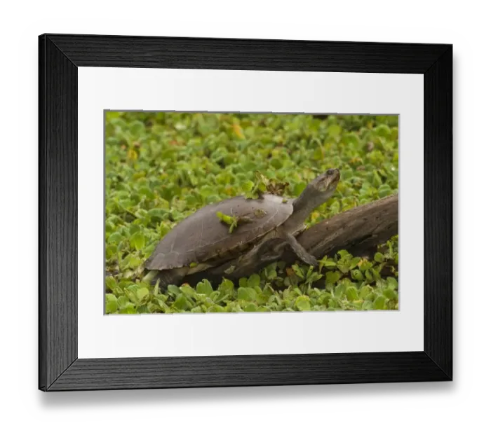 Framed Print : South America, Venezuela Framed Print : South America, Venezuela