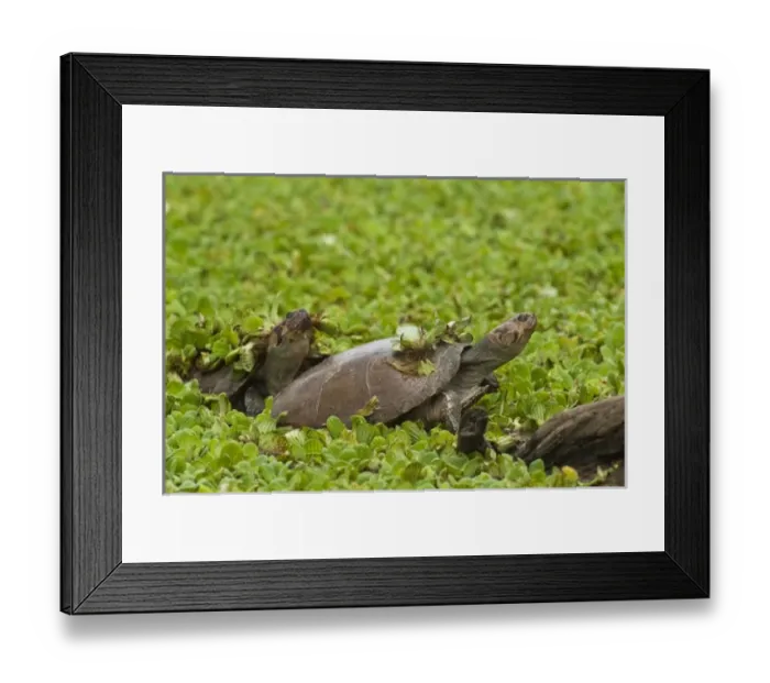 Framed Print : South America, Venezuela