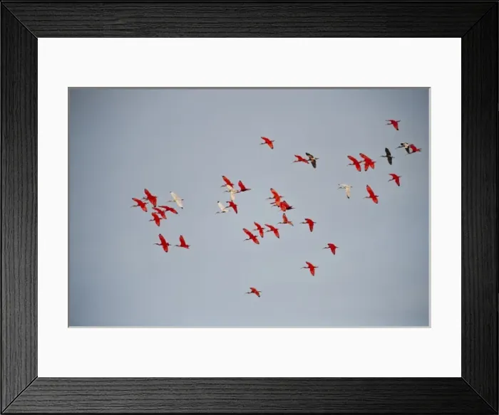 Framed Print : Scarlet Ibis (Eudocimus ruber) & White Ibis (Eudocimus albus), Hato Masaguarel working farm Framed Print : Scarlet Ibis (Eudocimus ruber) & White Ibis (Eudocimus albus), Hato Masaguarel working farm